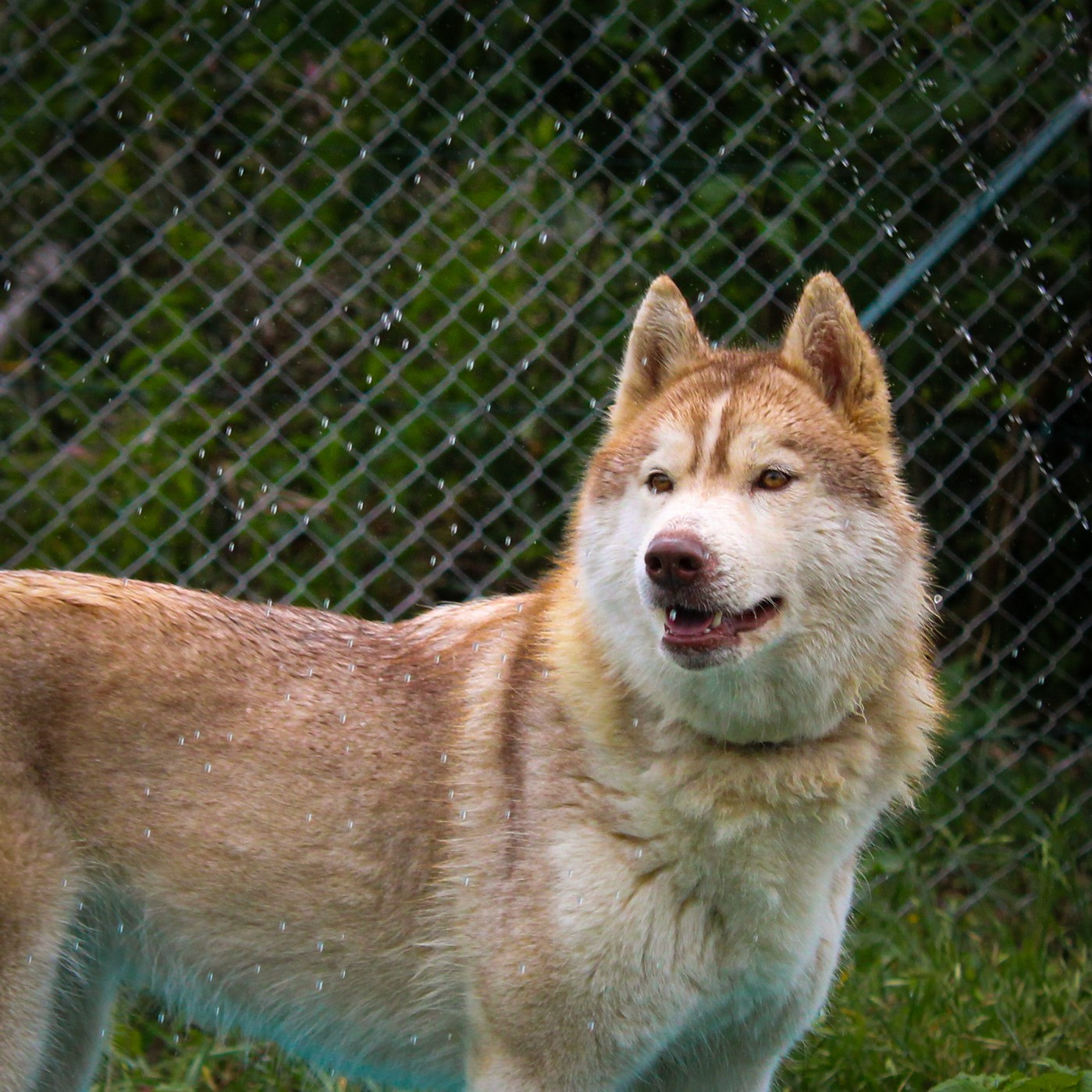 Vicente piccola stella of nashkaia